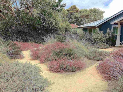 Informal plantings of rosy buckwheat, deer grass, ceanothus, coyote mint, manzanita and bush anemone spill into the decomposed granite paths in this California native garden in Capitola. Designed and maintained by Plant Landscape Design. Photo: Matt Ross/Flickr