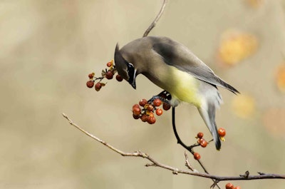 Cedar waxwings are one of the few North American birds that specializes in eating fruit. It can survive on fruit alone for several months. Photo: Kelly Colgan Azar/Flickr
