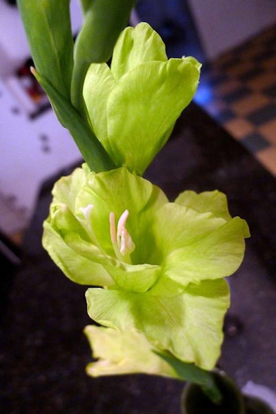 Photo: Lori L. Stalteri/Flickr