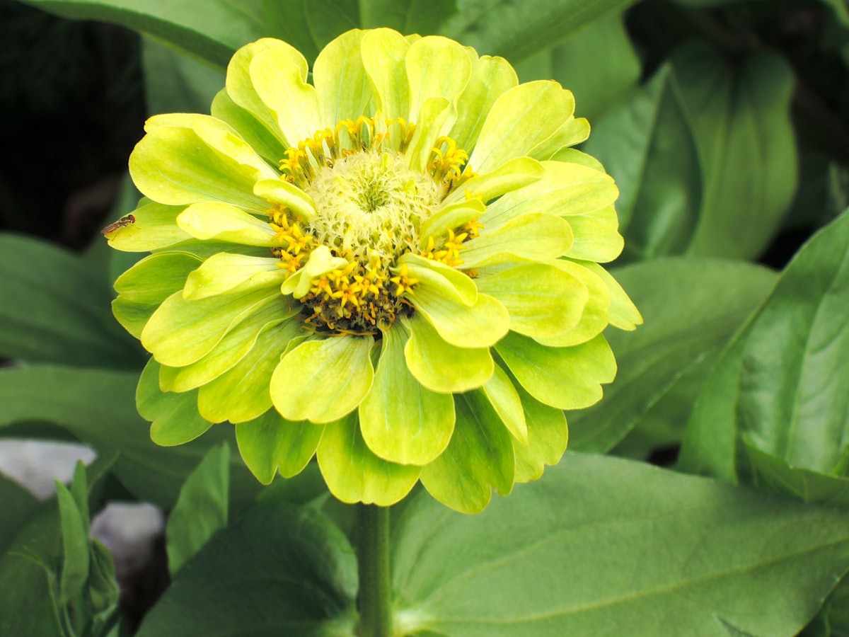 yellow green flower