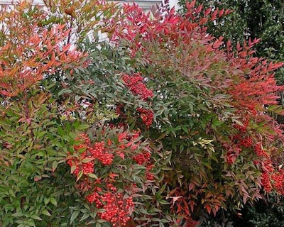 Heavenly bamboo is a popular plant for its autumn foliage and its bright berries. Photo: Blue Water Baltimore
