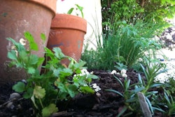 mulch-mkreul-1024×765