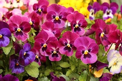 pansy-pixabay