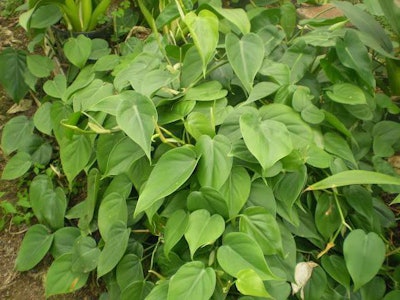 Photo: Wikipedia