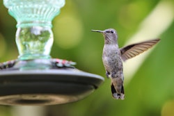 Migrating birds visit yards looking for nourishment as well as places to raise their chicks. Photo: siamesepuppy/Flickr