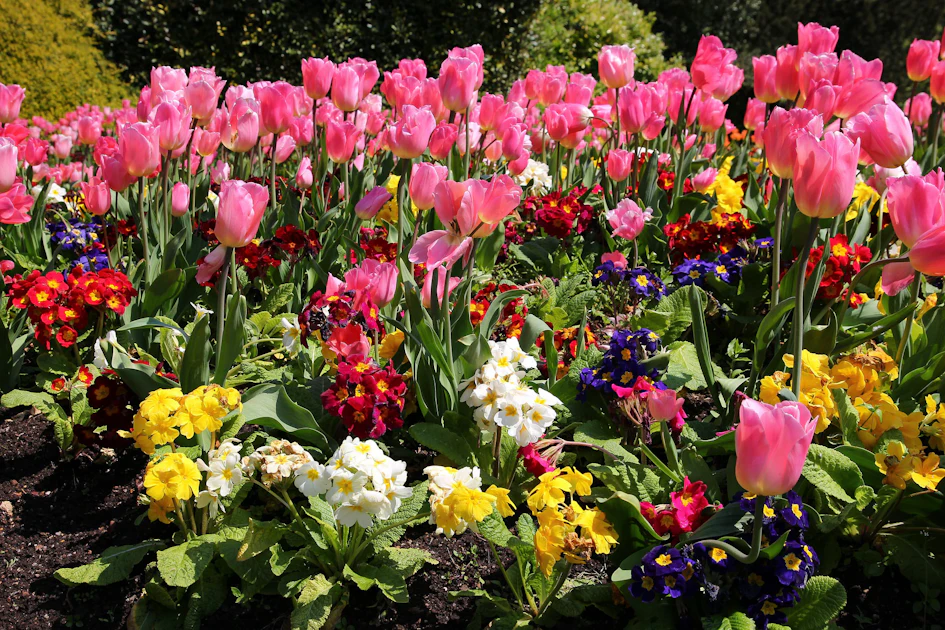 Spring Weather Plant Spring plants that can withstand the tough summer heat | Total ...