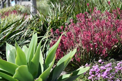 Turf removal projects are water-savings solutions that commercial and residential properties throughout the county can implement, and they also include installing drought tolerant plants and water-efficient irrigation. Photo: Heaviland Landscape Management