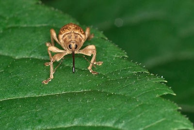 Critters like weevils can prove to be an early pest in the spring.