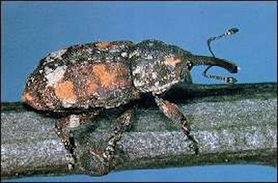 Photo: USDA Forest Service