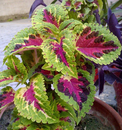 Photo: Wikipedia