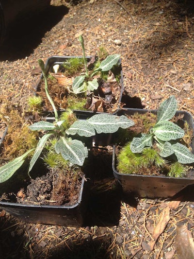 Downy rattlesnake plantain orchid. Photo: Native Plant Rescue Squad