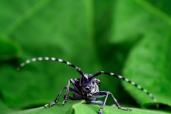 Asian-long-horned-beetle