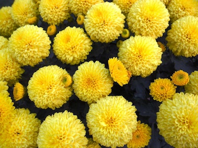 Photo: Rohan Singh/Flickr