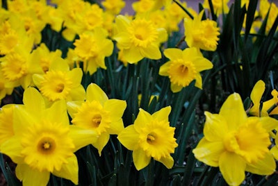 Photo: Laura Rose/Flickr