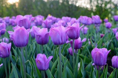 Photo: Mahbub Islam/Flickr