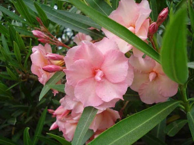 Photo: eyesogreen/Flickr