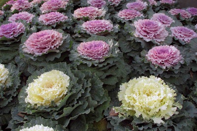 Photo: Wikipedia