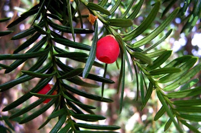 Yew tree poisonous to dogs sales