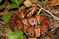 baby-cottonmouth-flordia-fish-wildlife