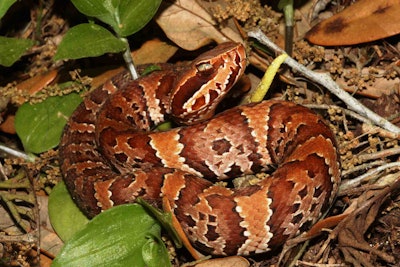 Baby cottonmouths are as strikingly and vividly patterned as copperheads, they do not become dark and lose their pattern until later in life. Photo: Florida Fish and Wildlife/Flickr