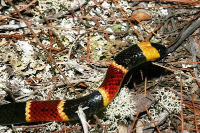 Coral snakes are extremely reclusive and generally bite humans only when handled or stepped on. Photo: Florida Fish and Wildlife/Flickr