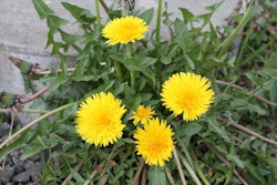 dandelions-bob-jenkins