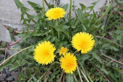 dandelions-bob-jenkins