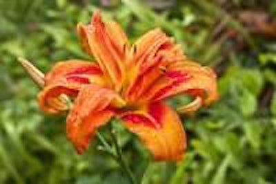 Photo: Liz West/Flickr