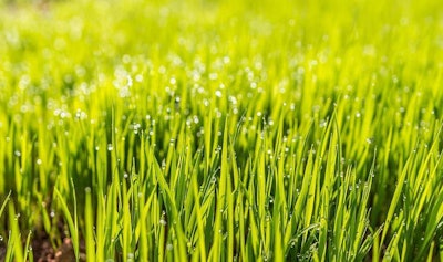Green Grass with Morning Dew
