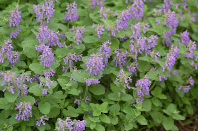 Photo: Katrina J Houdek/Flickr