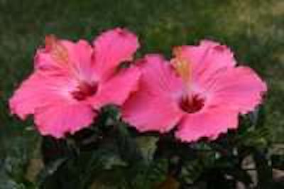 Photo: Jim the photographer/Flickr