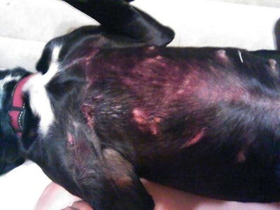 According to Painter it took about three weeks for her Lab mix, Moxie, to heal. Photo: Dawn Painter