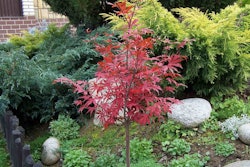 japanese-maple-small-yard