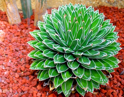Photo: Wikipedia