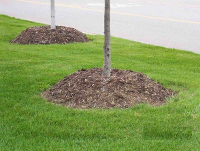 Typical mulch volcanoes have been formed high around the base and trunk of these trees. This thick layer of mulch can cause several bad things to happen, including bark decay and root circling. Photo: MSU Extension Service/Gary Bachman