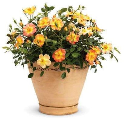 Oso Easy Paprika rose can be the filler in a container. Photo: Proven Winners