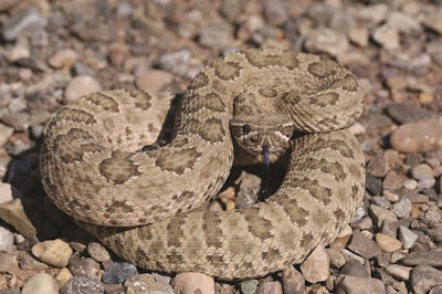 Rattlesnakes are most abundant in the desert sands of the Southwest, but they also like grasslands, scrub brush and rocky hills.