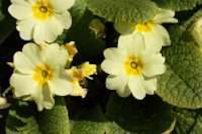 Photo: Dean Morley/Flickr