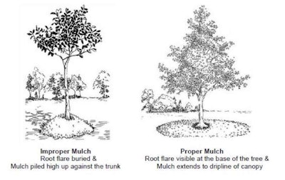 The proper mulching technique should go wide, not deep. Photo: Treefolks.org
