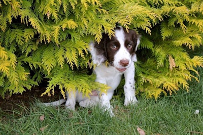 puppy-in-bush-1024×683