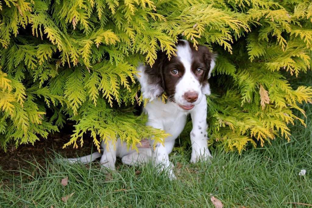 Yew tree deals poisonous to dogs