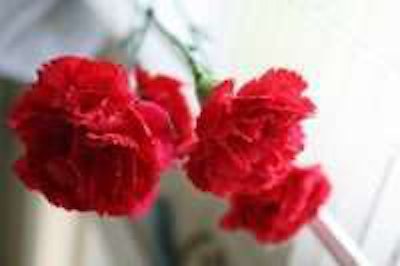 red-carnation-flower-200×133
