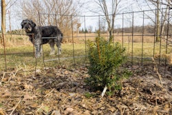 Japanese yew is one of the toxic landscaping plants Idaho is debating about banning. Photo: F.D. Richards/Flickr