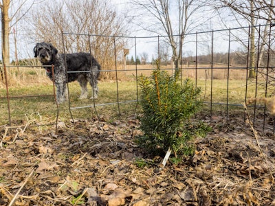 Japanese yew is one of the toxic landscaping plants Idaho is debating about banning. Photo: F.D. Richards/Flickr
