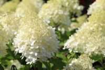 Photo: Maria de la Wischnewski/Flickr