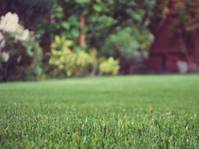 Photo: Perfect Grass
