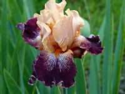 Photo: Kathryn Lovejoy/Flickr