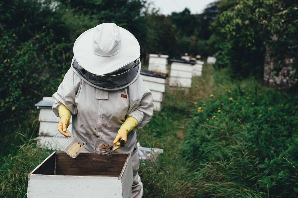 beekeeper-hives