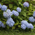 blooming-hydrangeas