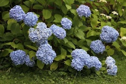 blooming-hydrangeas